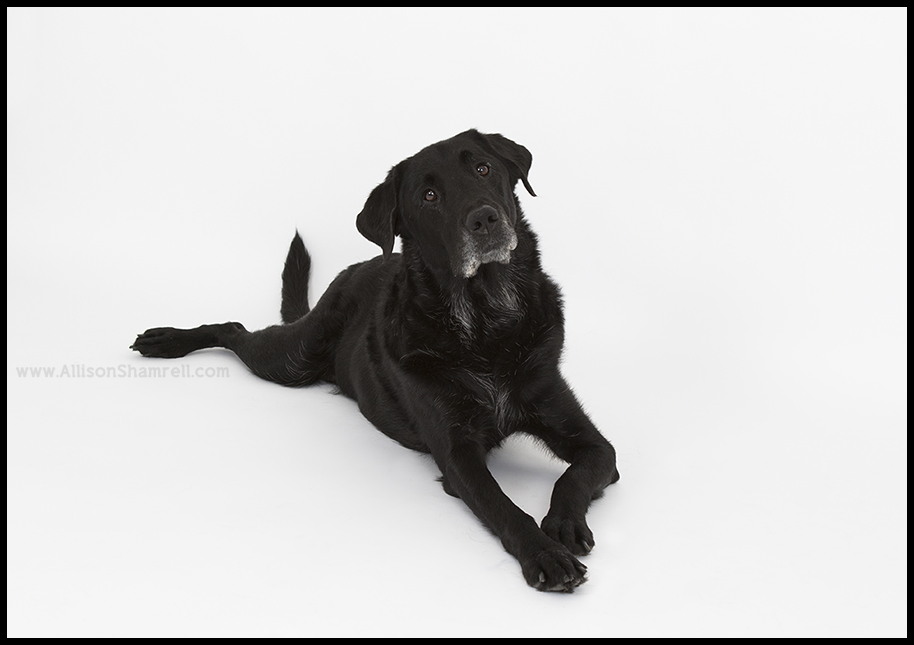 service dog photo