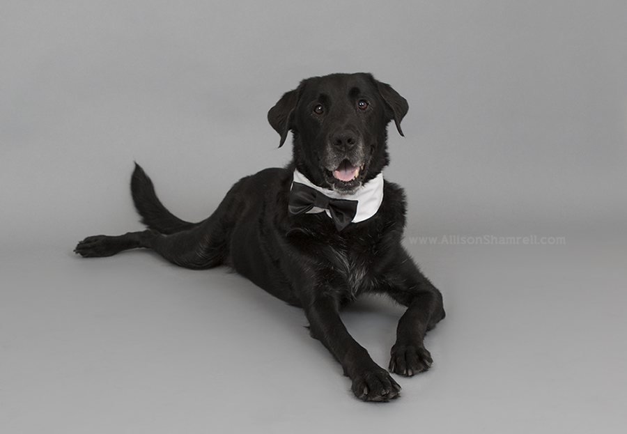 service dog photography