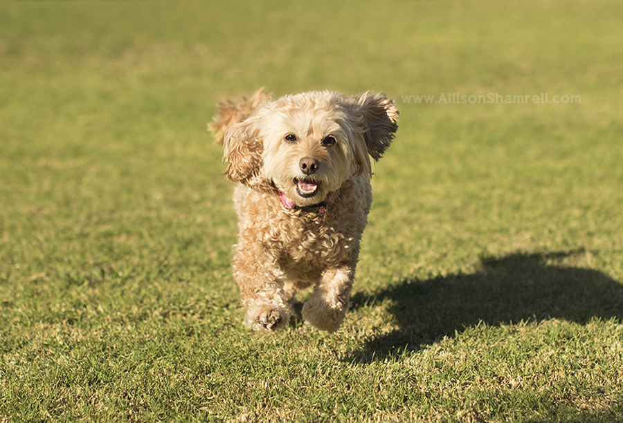 san diego dog photo session