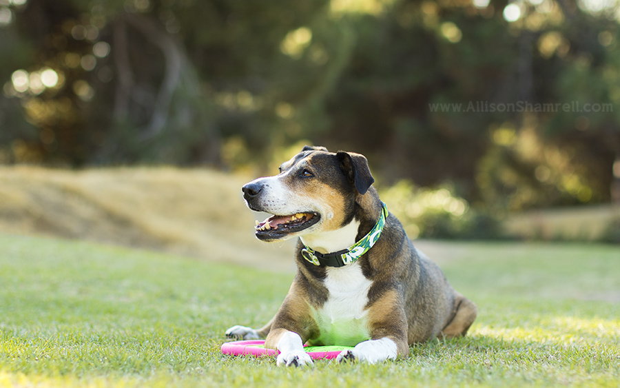 Dippy, Lulu & Bentley - Rescue Dogs in San Diego San Diego ...