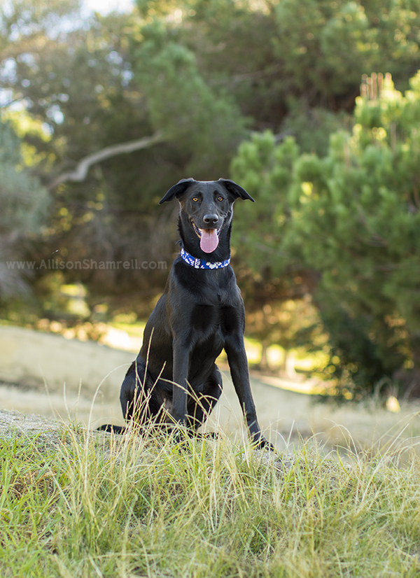 san diego rescue dog picture