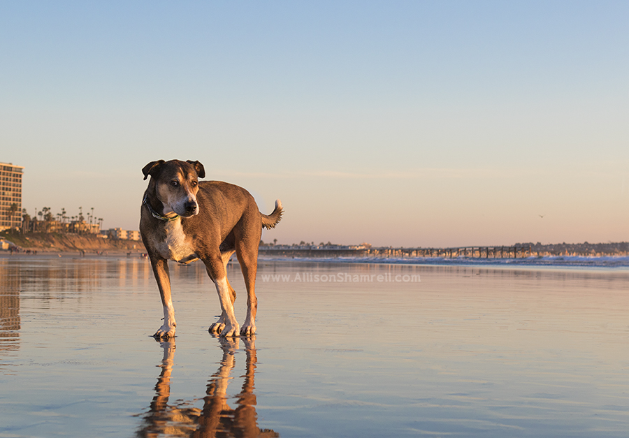 san diego beach rescue dog