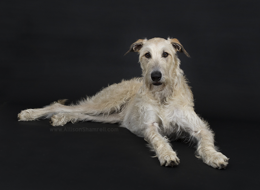 irish wolfhound photo