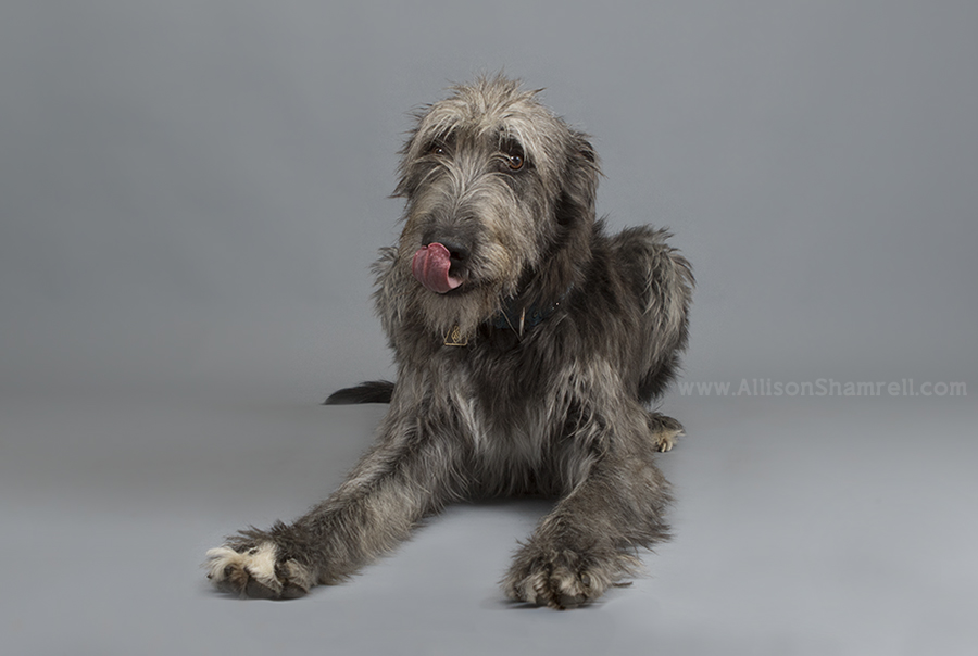 cute irish wolfhound