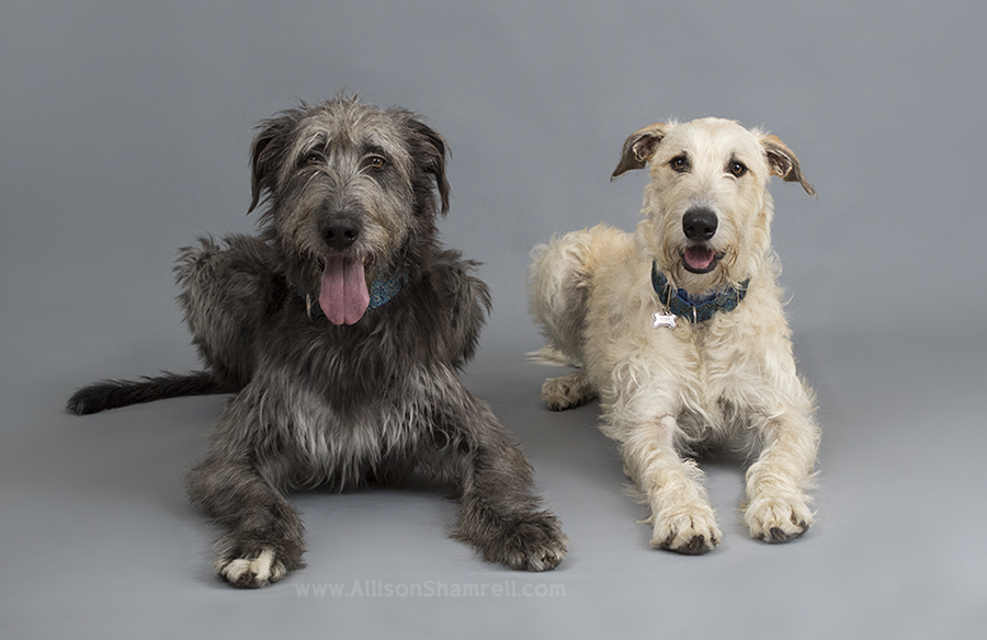 irish wolfhounds san diego
