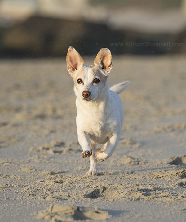 terrier mix pic san diego