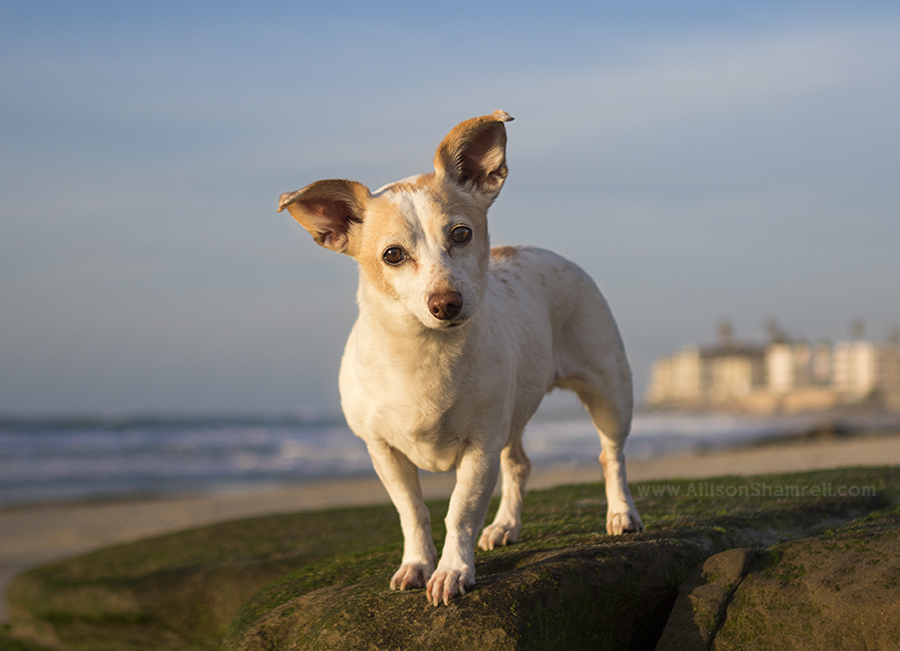 terrier mix picture san diego