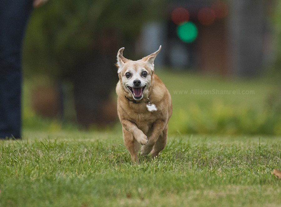 san diego chihuahua