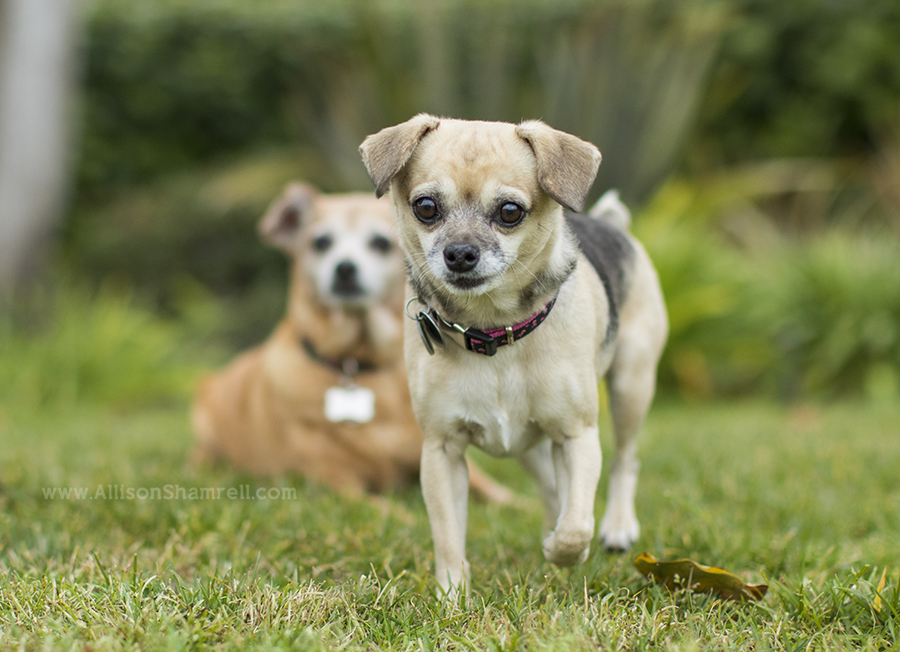 cute chihuahua san diego