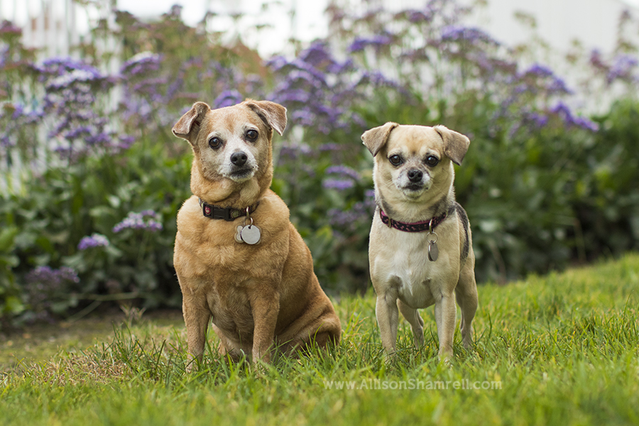 san diego chihuahua