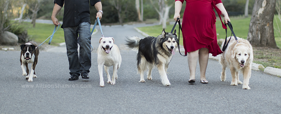 four dogs photos
