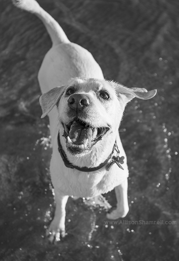 labrador san diego