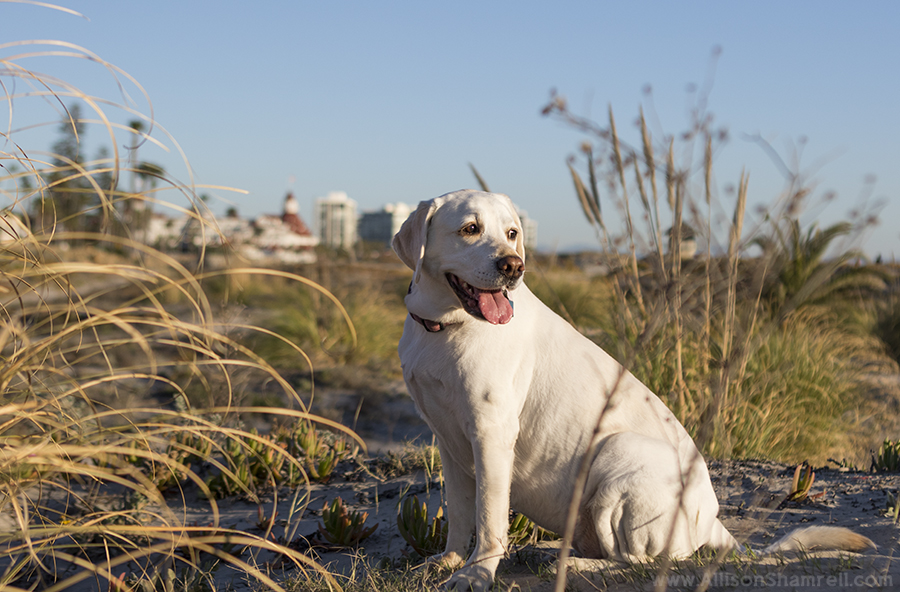 labrador from san diego