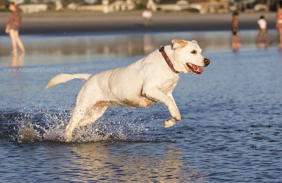 labrador san diego beach