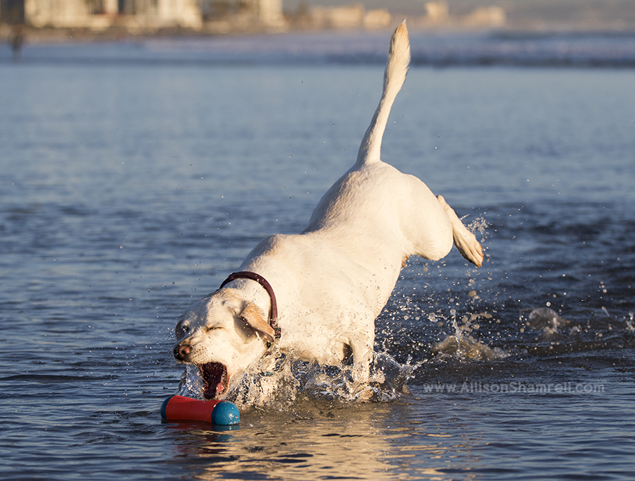 labrador san diego