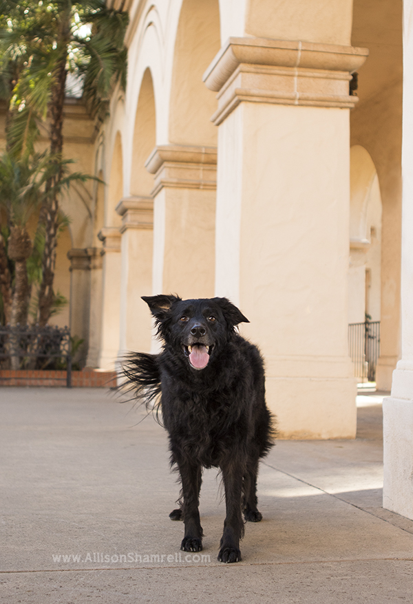 mixed breed dog