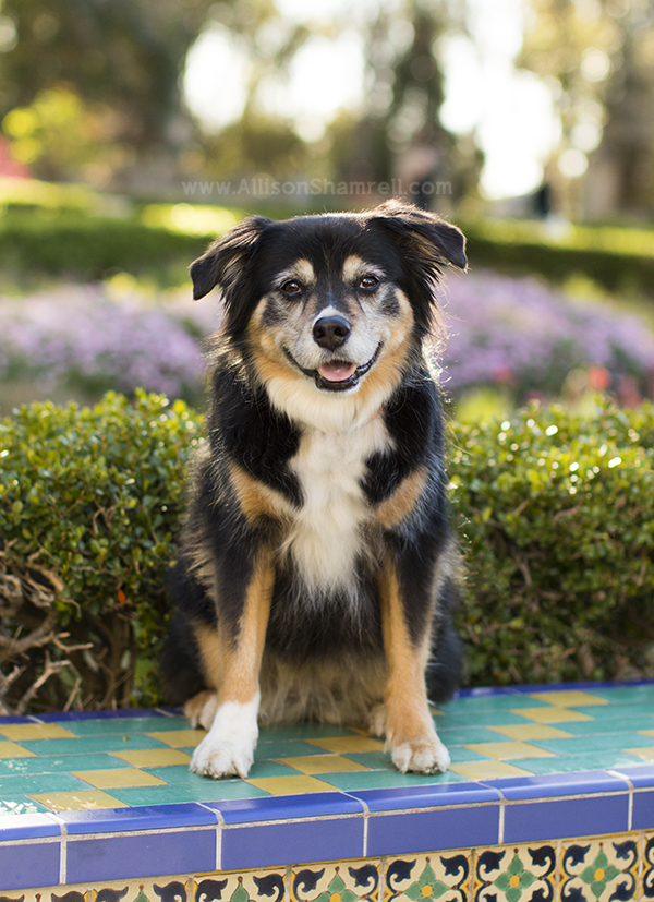 mixed breed dog photo