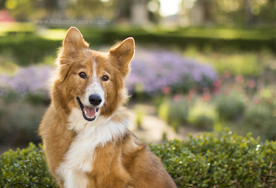 mixed breed dog photography