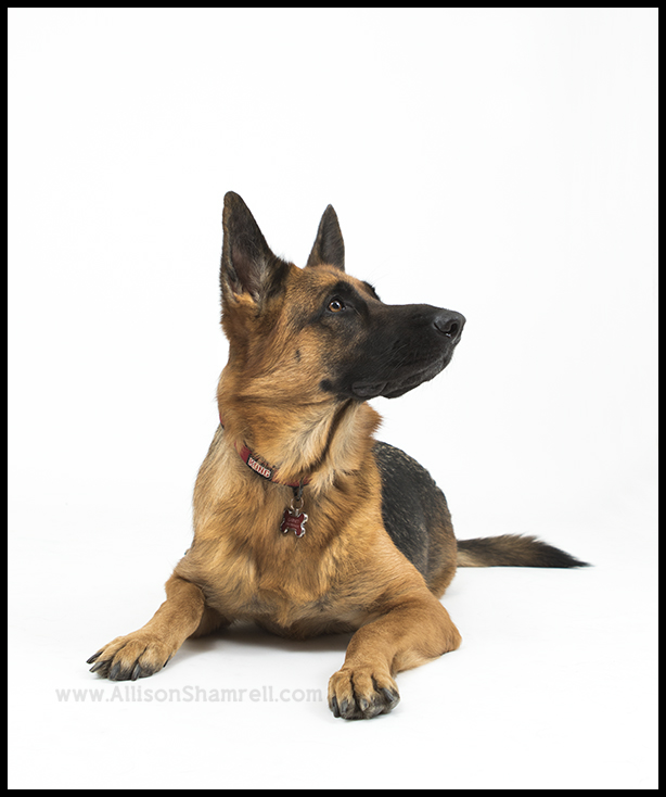 san diego german shepherd photo