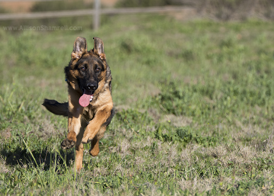 san diego german shepherd
