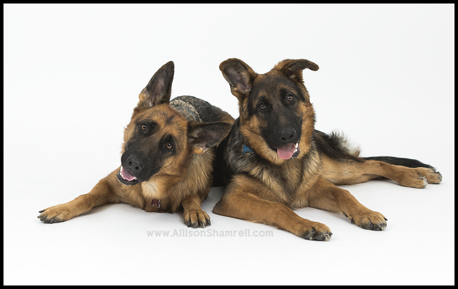 san diego german shepherds