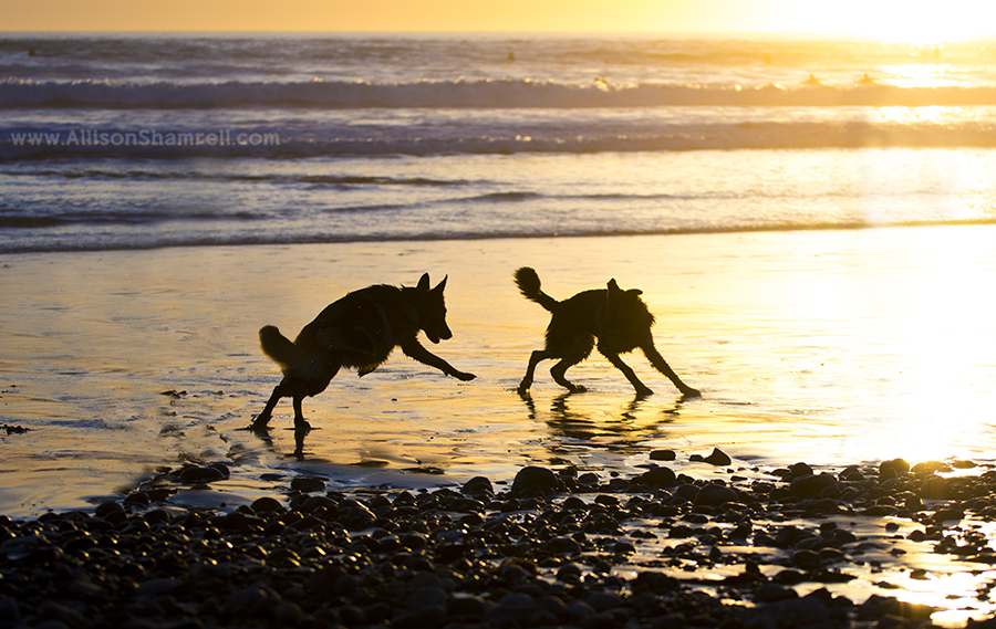 san diego german shepherds