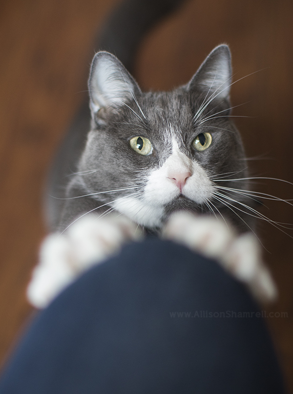 cute cat stretching
