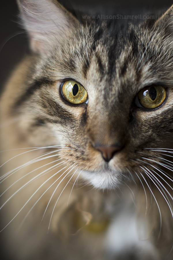 cat photographer best