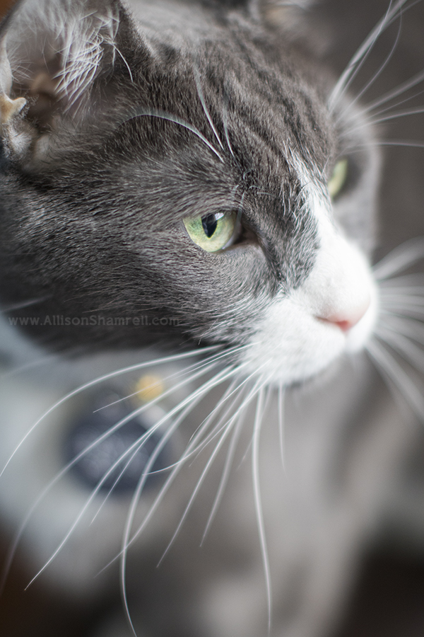 cat photo