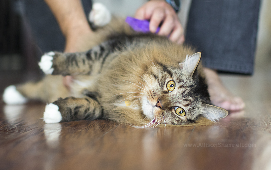 cat picture