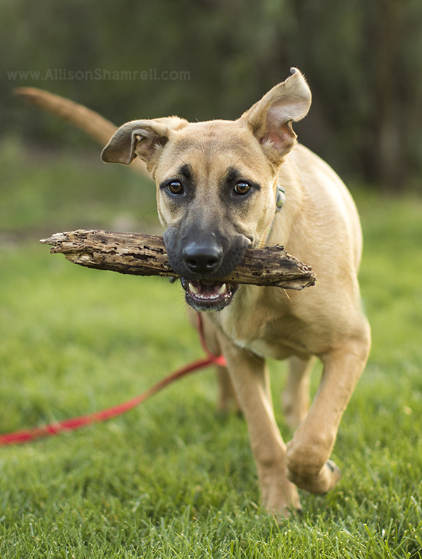 shepherd puppy photo
