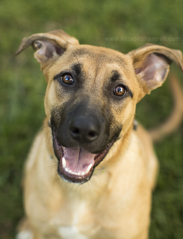 happy shepherd puppy