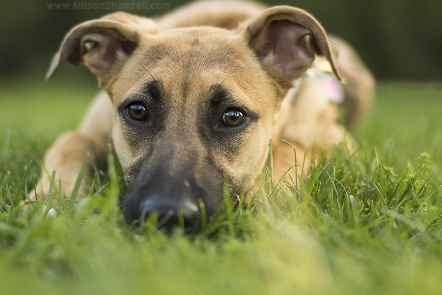 shepherd puppy picture