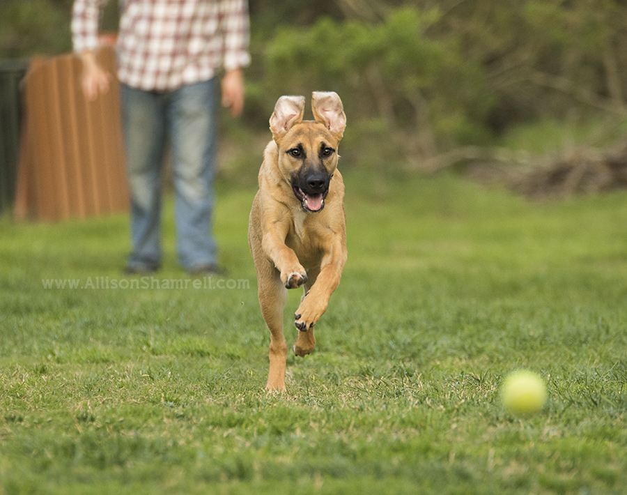 shepherd puppy running