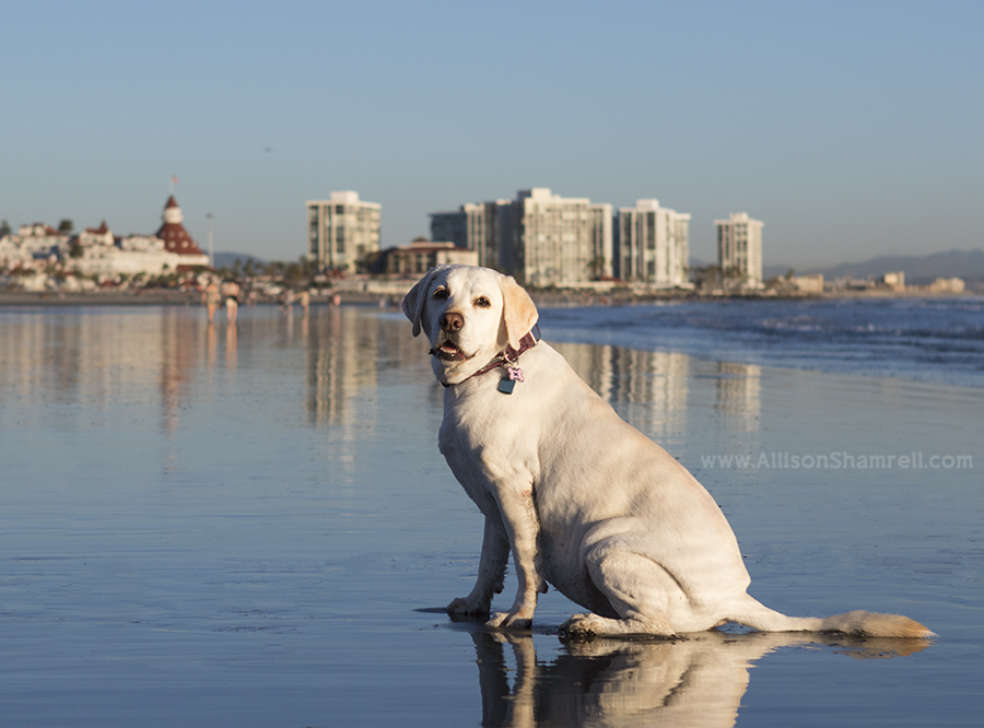 yellow lab photo