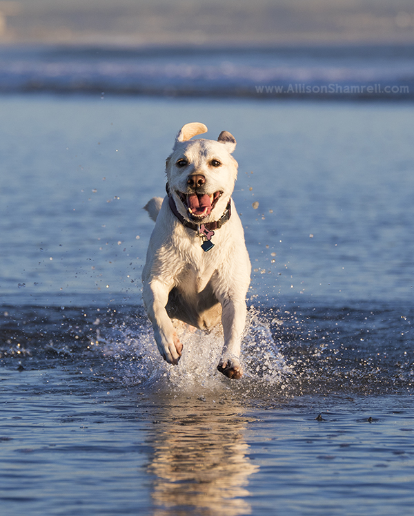 yellow lab running