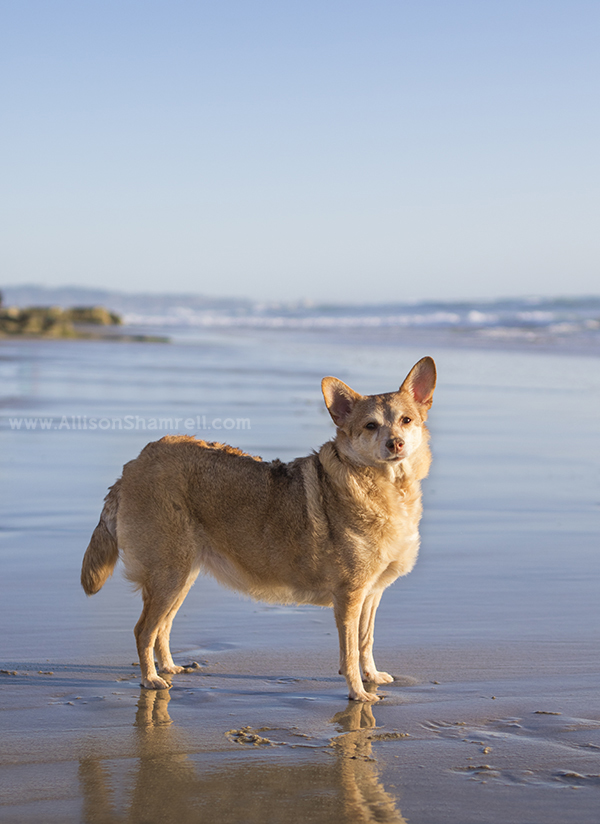 chihuahua mix at the beach