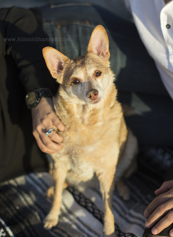 chihuahua Del Mar