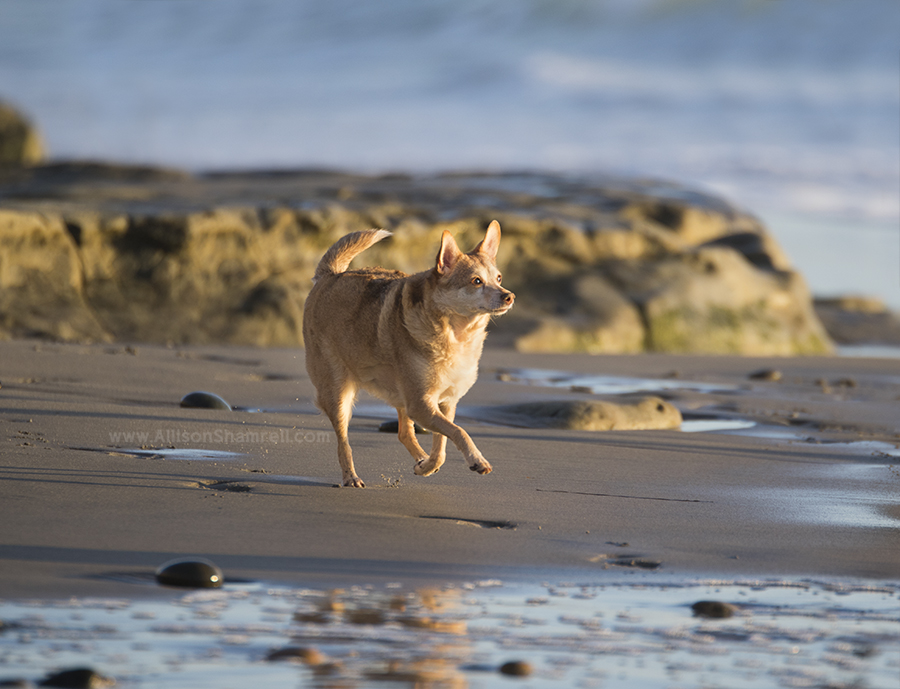 chihuahua Del Mar beach