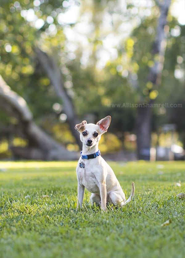cute chihuahua mix dog