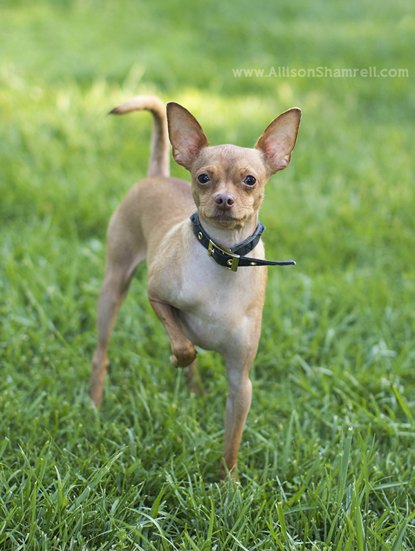 chihuahua mix dog in grass