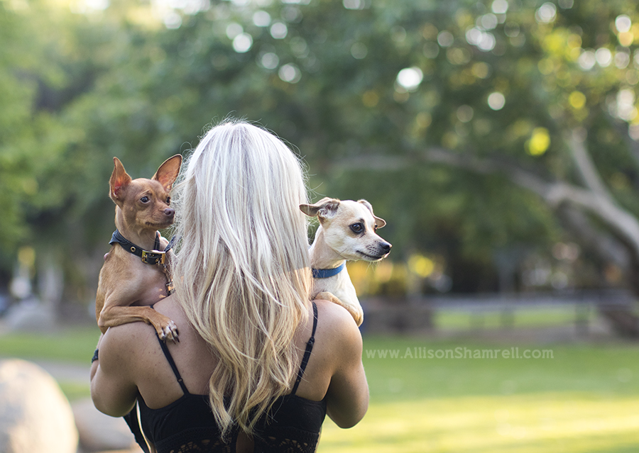 chihuahua mix dogs
