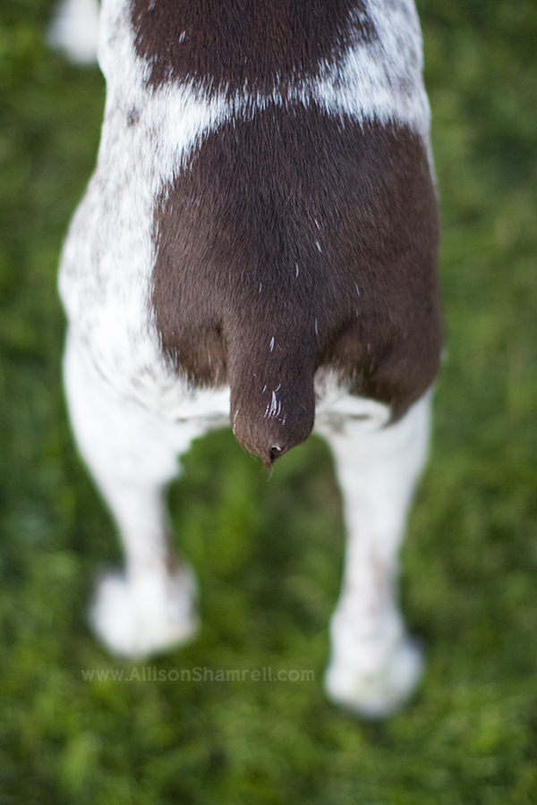german shorthaired pointer butt