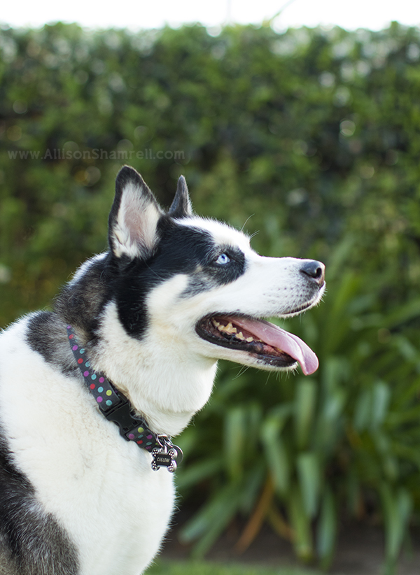 husky