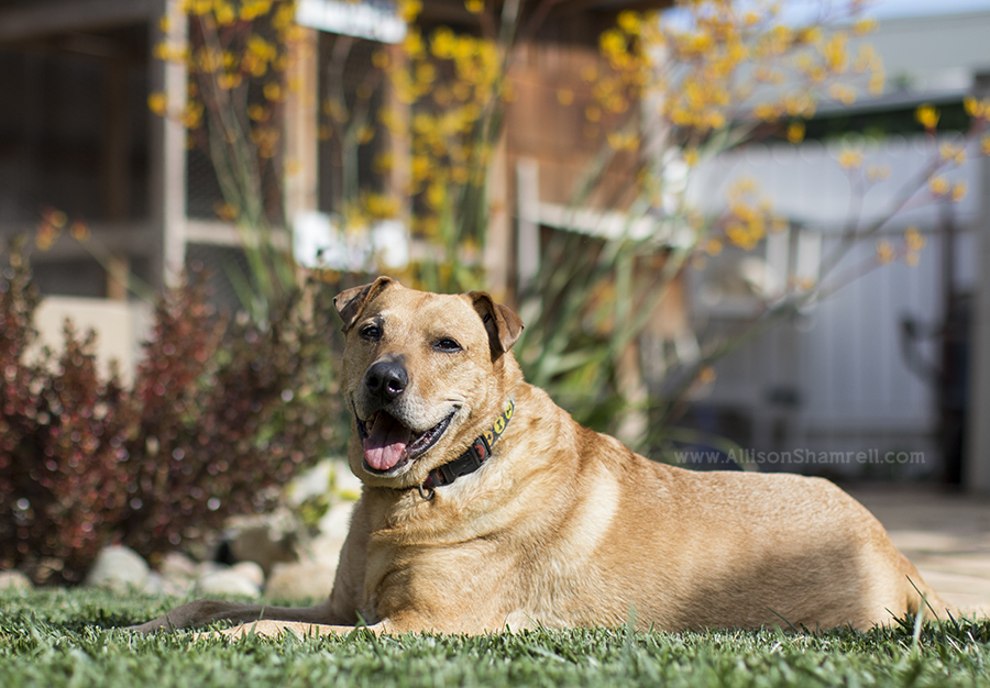 mission hills pet photography session