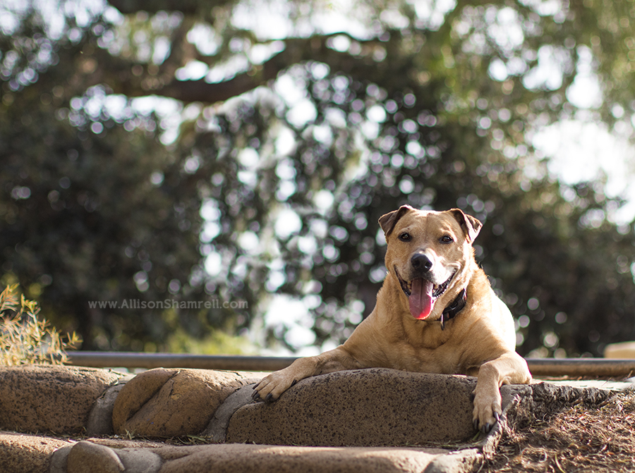 missions hills pet photo session