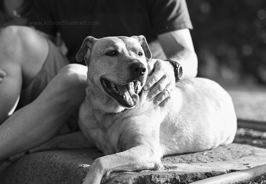 mission hill pet photography