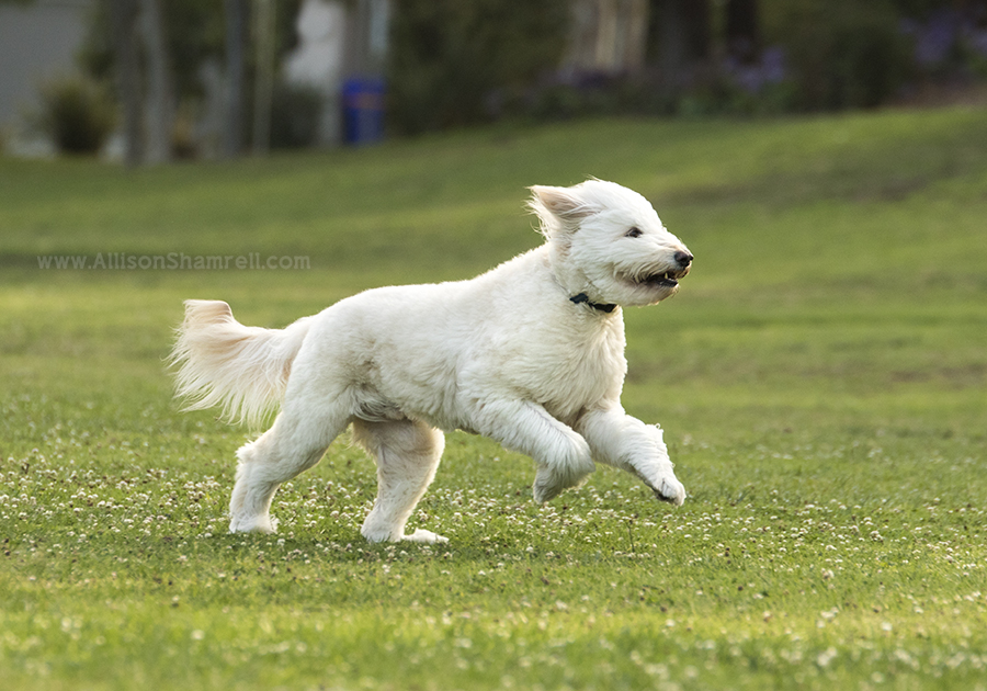goldendoodle san diego