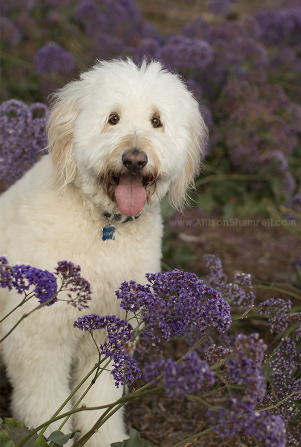 san diego goldendoodle photo