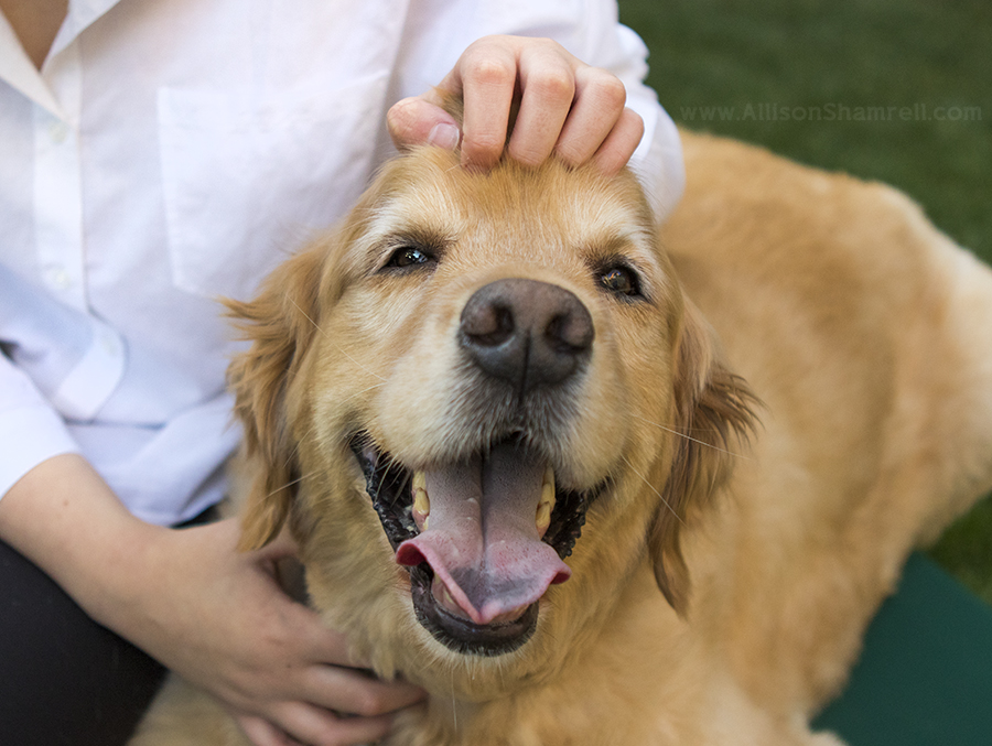 senior photos with dogs san diego